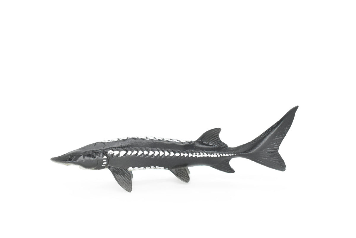 Sturgeon, Acipenseridae, Prehistoric, Museum Quality, Rubber Fish, Hand Painted, Realistic Toy Figure, Diorama Model, Kids, Educational,  6 Inches. 