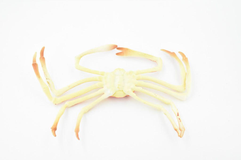 Crab, Spider Crab, Museum Quality, Hand Painted, Rubber Crustaceans, Realistic Toy Figure, Model, Replica, Kids, Educational, Gift,    7"    CH271 BB124