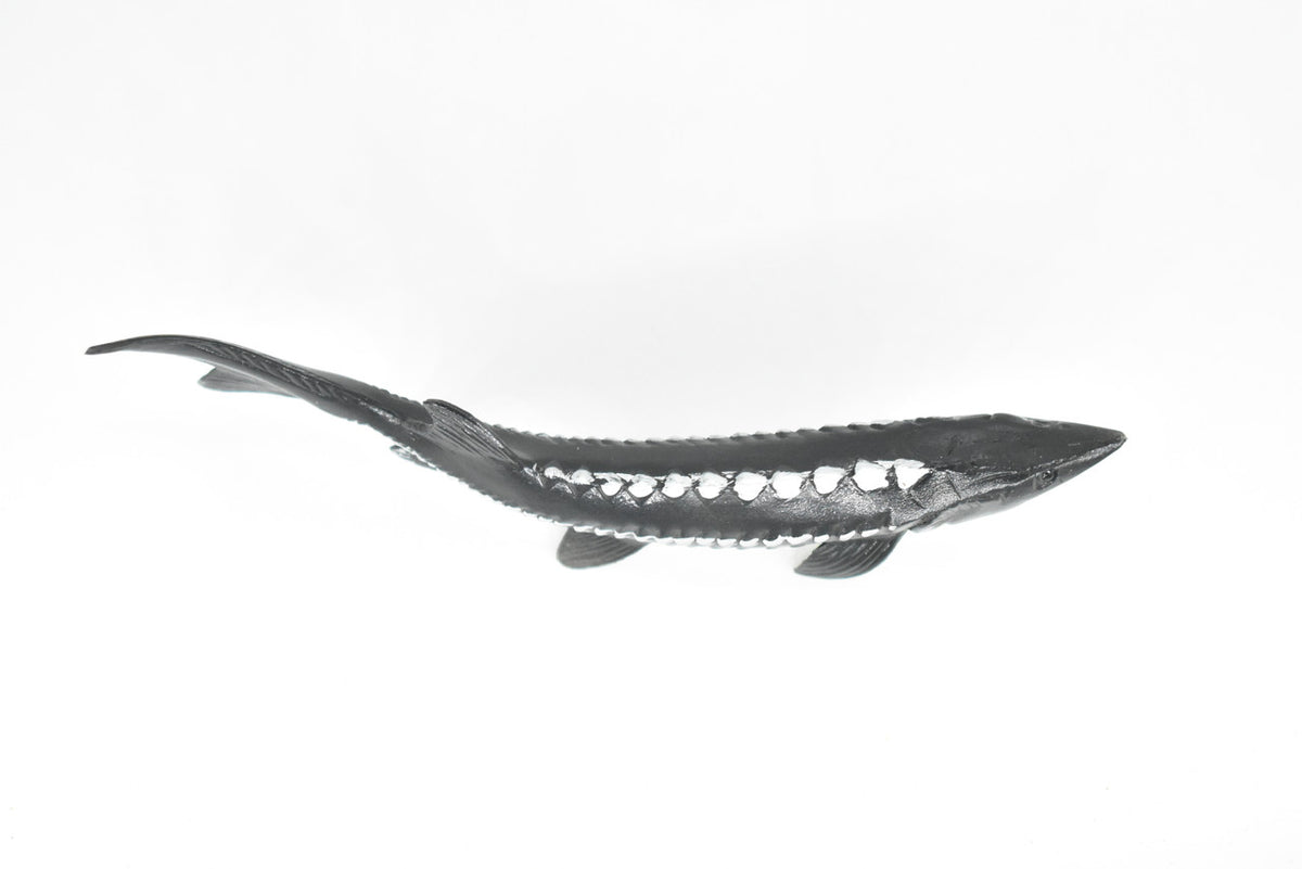 Sturgeon, Acipenseridae, Prehistoric, Museum Quality, Rubber Fish, Hand Painted, Realistic Toy Figure, Diorama Model, Kids, Educational,  6 Inches. 