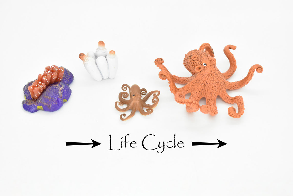 Octopus, Octopus Life Cycle, 4 Pieces,Museum Quality, Rubber Figure, Model, Educational, Hand Painted, Kids, Toy, Gift     4 1/2" 