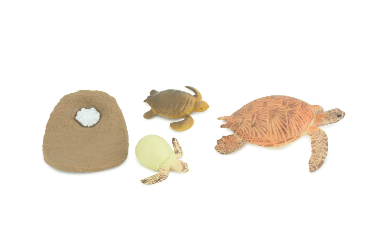 Sea Turtle Life Cycle, Loggerhead, 4 Piece Set, Museum Quality, Hand Painted, Educational, Rubber, Realistic, Toys, Kids, Gift, 3 1/4 Inches. CH759 BB191