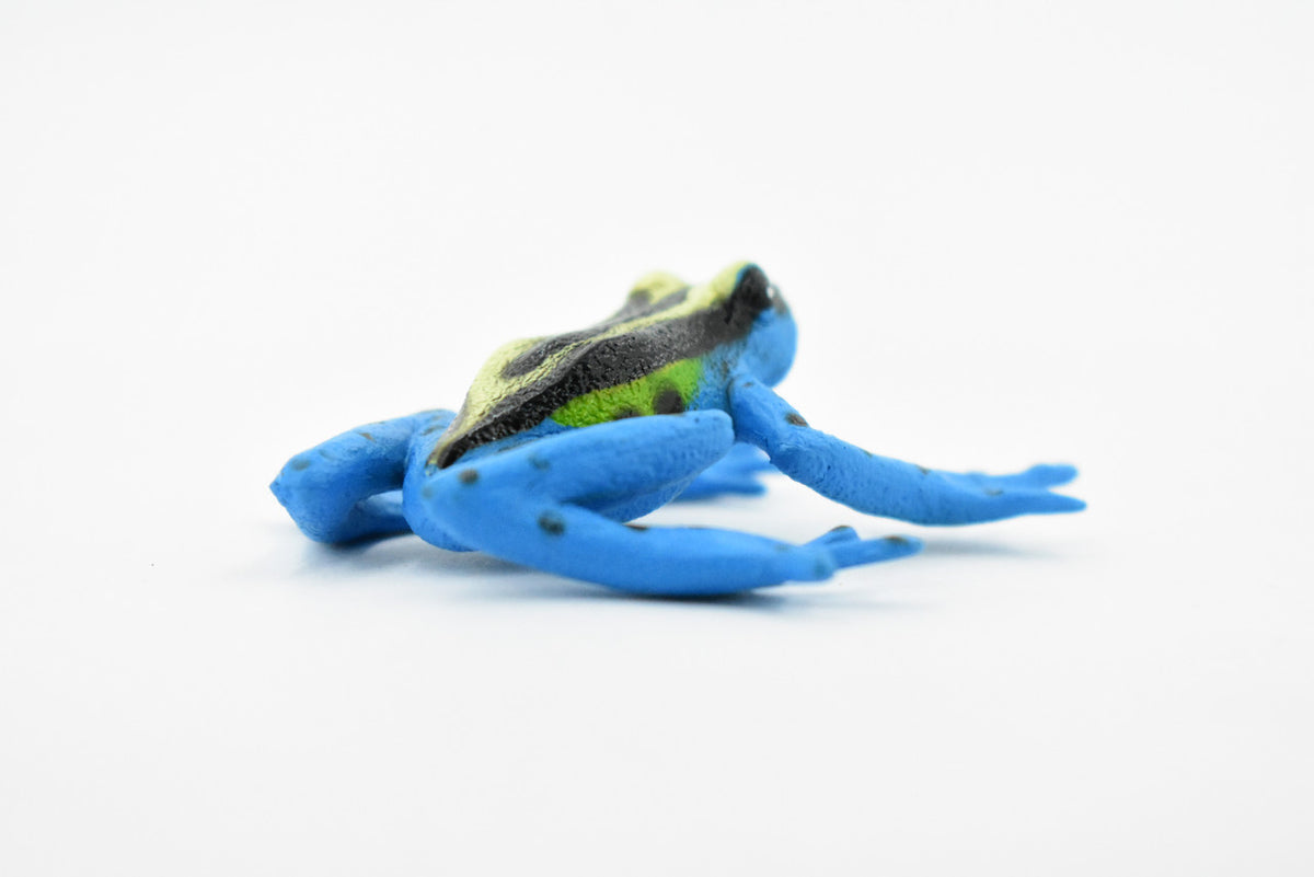 Blue and Yellow Brazilian Dyeing Poison Dart Frog, Hand Painted, Amphibian, Hard Rubber, Realistic Frog, Toy, Kids, Educational, Gift,     2 1/2"   F4403 B9