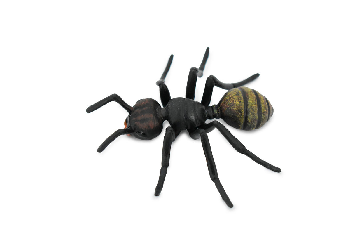 Black Ant, Myrmicinae, Museum Quality, Educational, Hand Painted, Rubber Insect, Realistic Toy Figure, Diorama Model, Kids,  3 Inches.