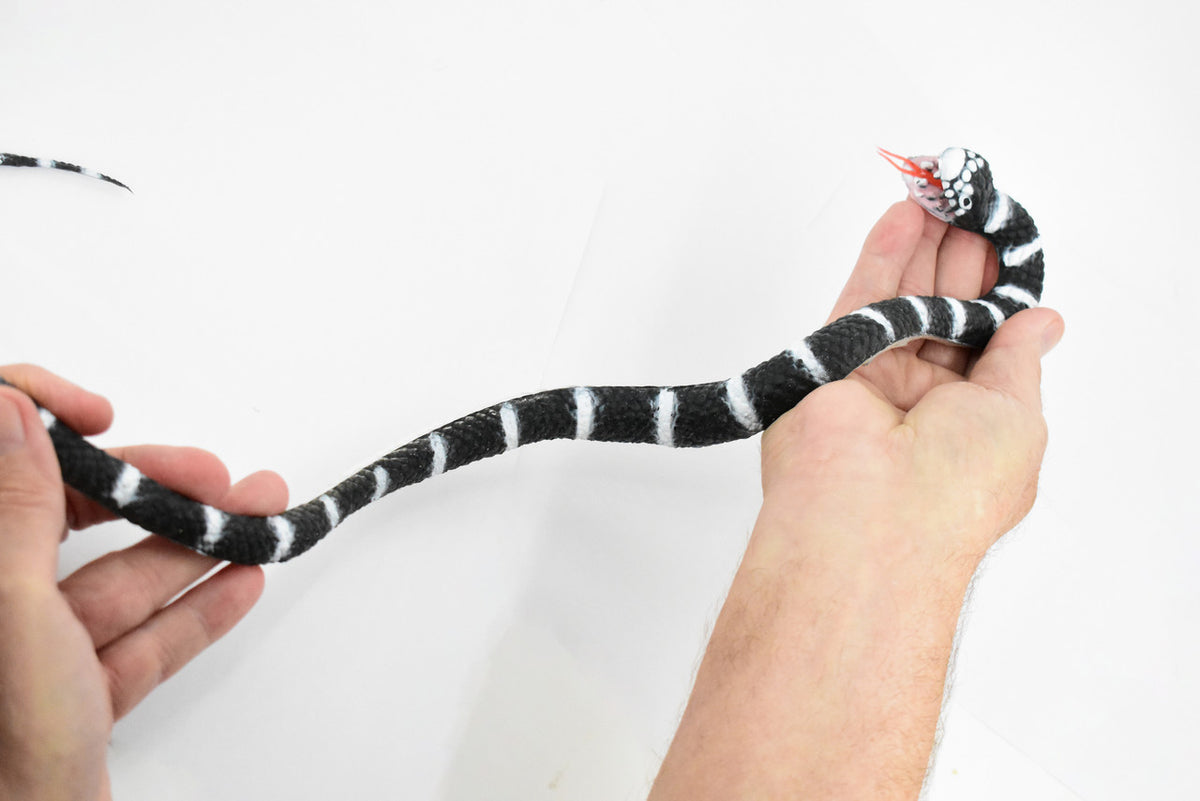 Snake, California King Snake, Coiled, Rubber Reptile, Educational, Realistic Hand Painted, Figure, Lifelike Model, Figurine, Replica, Gift,     26"     F4436 B307