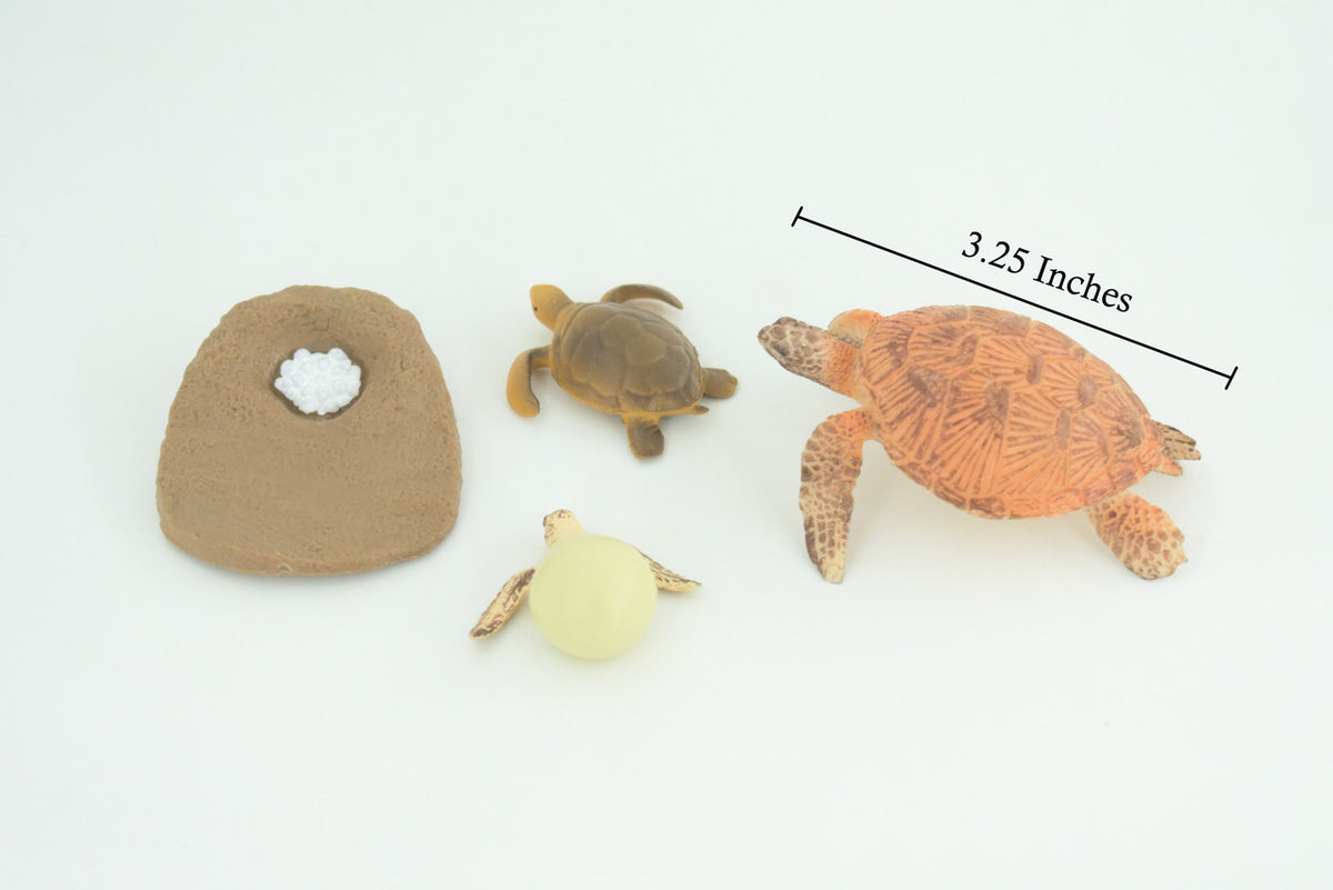 Sea Turtle Life Cycle, Loggerhead, 4 Piece Set, Museum Quality, Hand Painted, Educational, Rubber, Realistic, Toys, Kids, Gift, 3 1/4 Inches. CH759 BB191