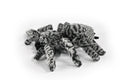 Tarantula Spider, Very Nice Plush Spider, Stuffed Insect, Educational, Realistic Figure, Lifelike Model, Replica, Gift,         12"   