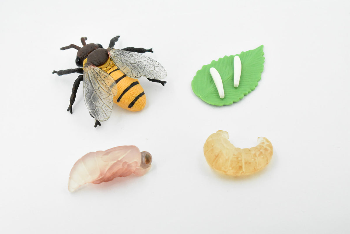 Bee Life Cycle, 4 Stages, Educational, Museum Quality, Hand Painted, Rubber Insect, Figure, Model, Realistic, Kids, Toys,  3  Inches. 