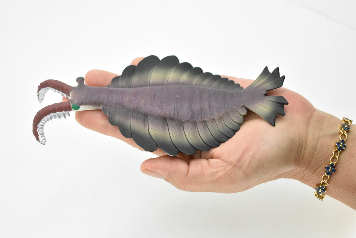 Anomalocaris, Prehistoric, Fossil, Arthropods, Museum Quality, Rubber, Hand Painted, Realistic Toy Figure, Diorama Model, Kids, Educational,  7 Inches.