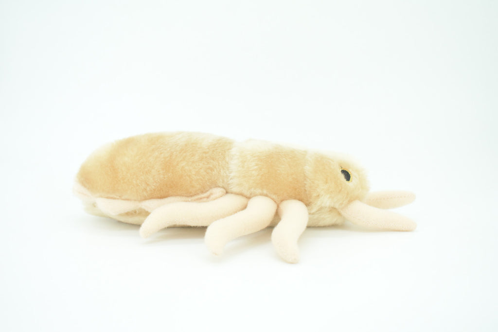 Louse, Pediculus capitis, Head lice, Insect, Parasite, Plush Design, Educational, Figure, Replica, Gift,      8"     F1566 B102