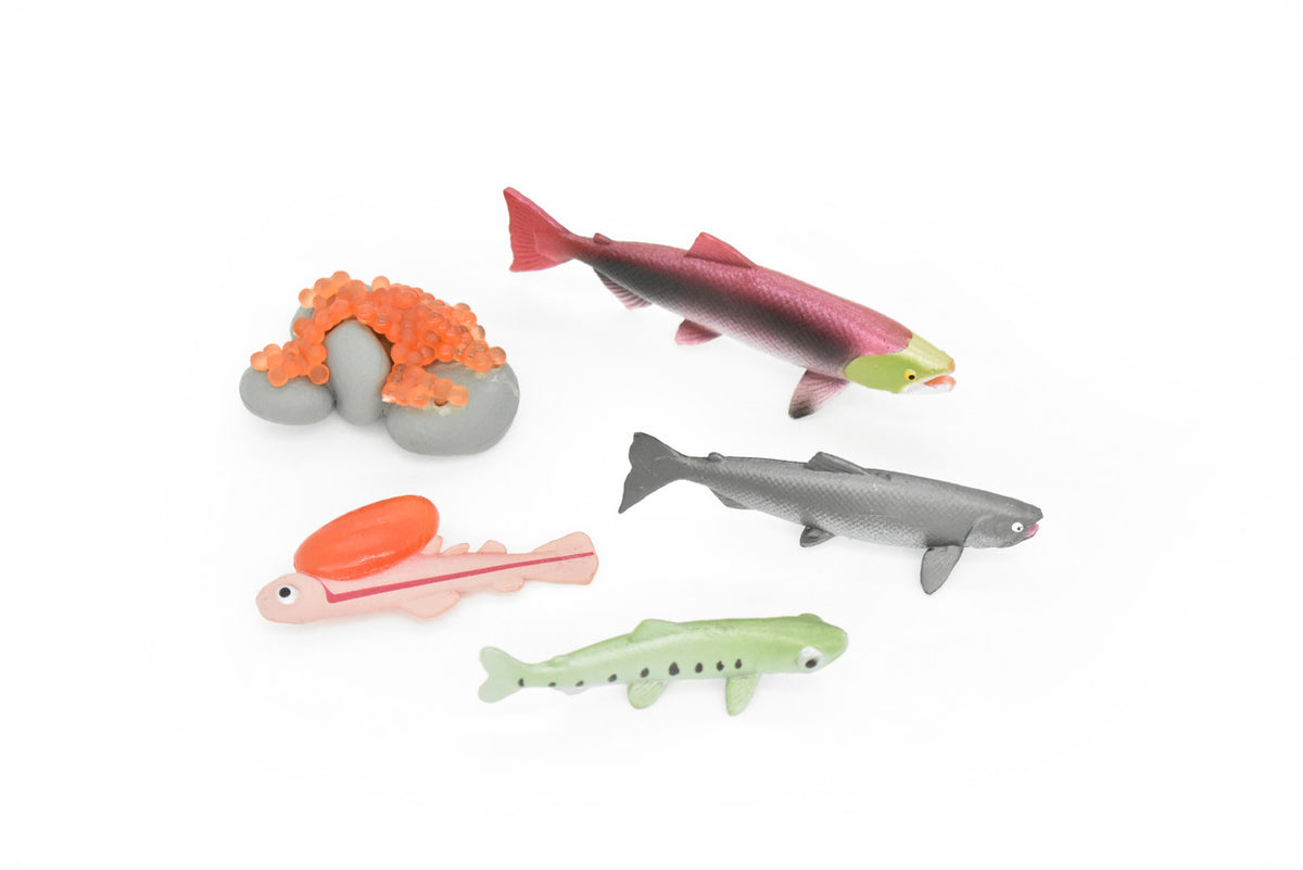 Salmon, Learn the Salmon Life Cycle, Very Nice Plastic Figure, Model, Realistic Replica, Educational, Figurine, Animal, Life Like, 5 Stages,   3 1/2"   CH11 B231