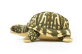 Box Turtle, Tortoise, Turtle, Stuffed Reptile, Educational, Plush Realistic Figure, Lifelike Model, Very Nice Plush Turtle   12"
