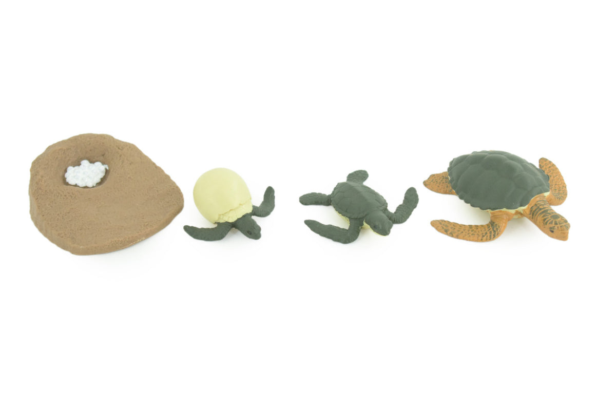 Sea Turtle Life Cycle, 4 Piece Set, Hand Painted, Educational, High Quality Rubber Reptile, Kemp’s Ridley Turtle, Diorama, Figure, Toys, Kids, Gift, 2 3/4 Inches. CH994 BB215