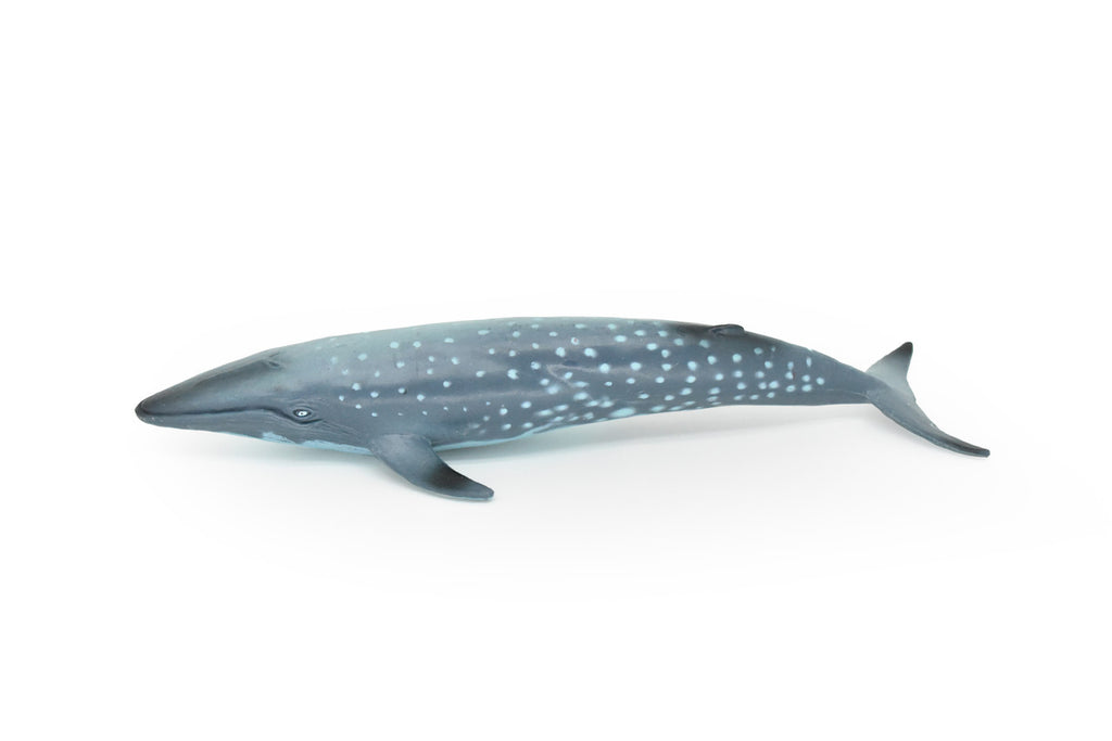 Blue Whale, Balaenoptera musculus, Museum Quality, Realistic Plastic Animal Design, Hand Painted, Educational, Lifelike, Diorama Model, Toy, Kids, Gift,  7 Inches.   