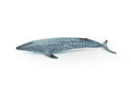 Blue Whale, Balaenoptera musculus, Museum Quality, Realistic Plastic Animal Design, Hand Painted, Educational, Lifelike, Diorama Model, Toy, Kids, Gift,  7 Inches.   