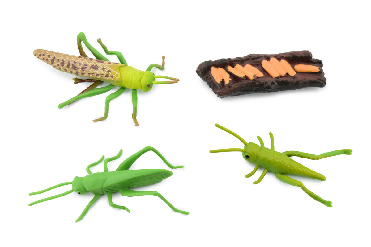 Grasshopper, Life Cycle of a  Locust, 4 Stages, Museum Quality, Hand Painted, Rubber Insect, Figure, Model, Realistic, Educational, Gift,       3" 