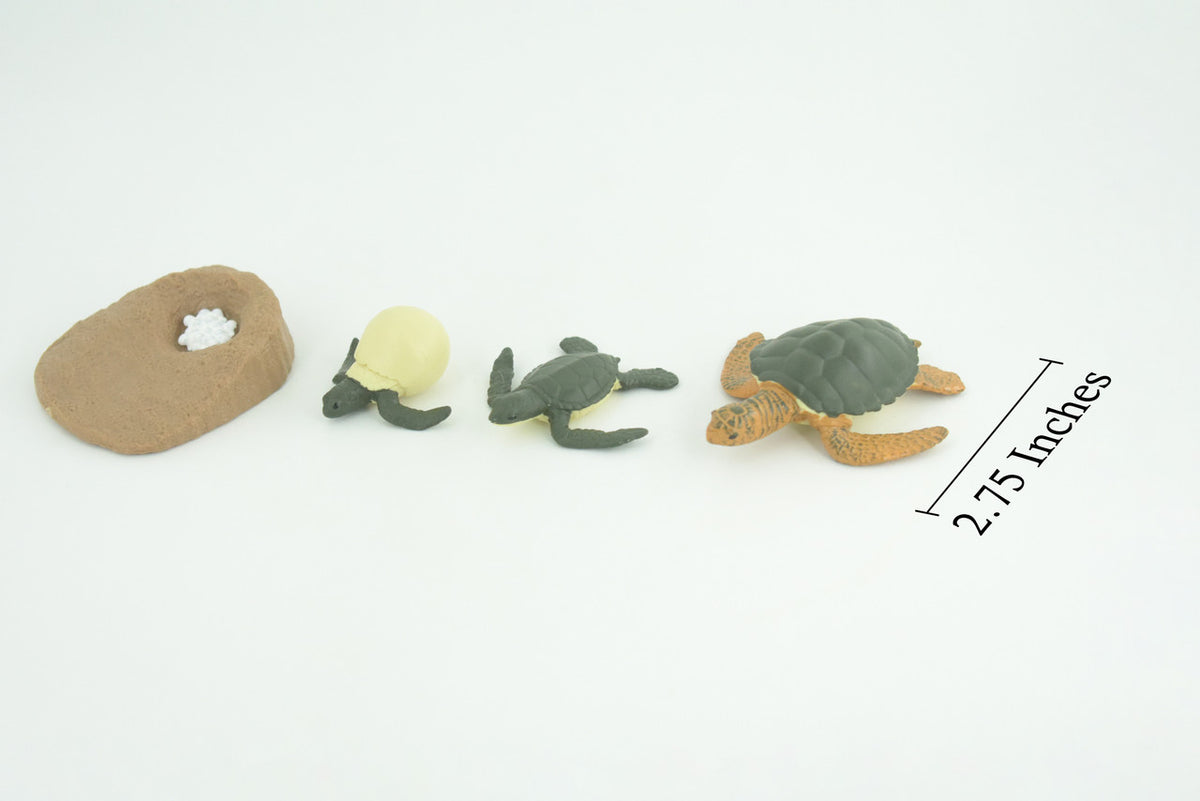 Sea Turtle Life Cycle, 4 Piece Set, Hand Painted, Educational, High Quality Rubber Reptile, Kemp’s Ridley Turtle, Diorama, Figure, Toys, Kids, Gift, 2 3/4 Inches. CH994 BB215