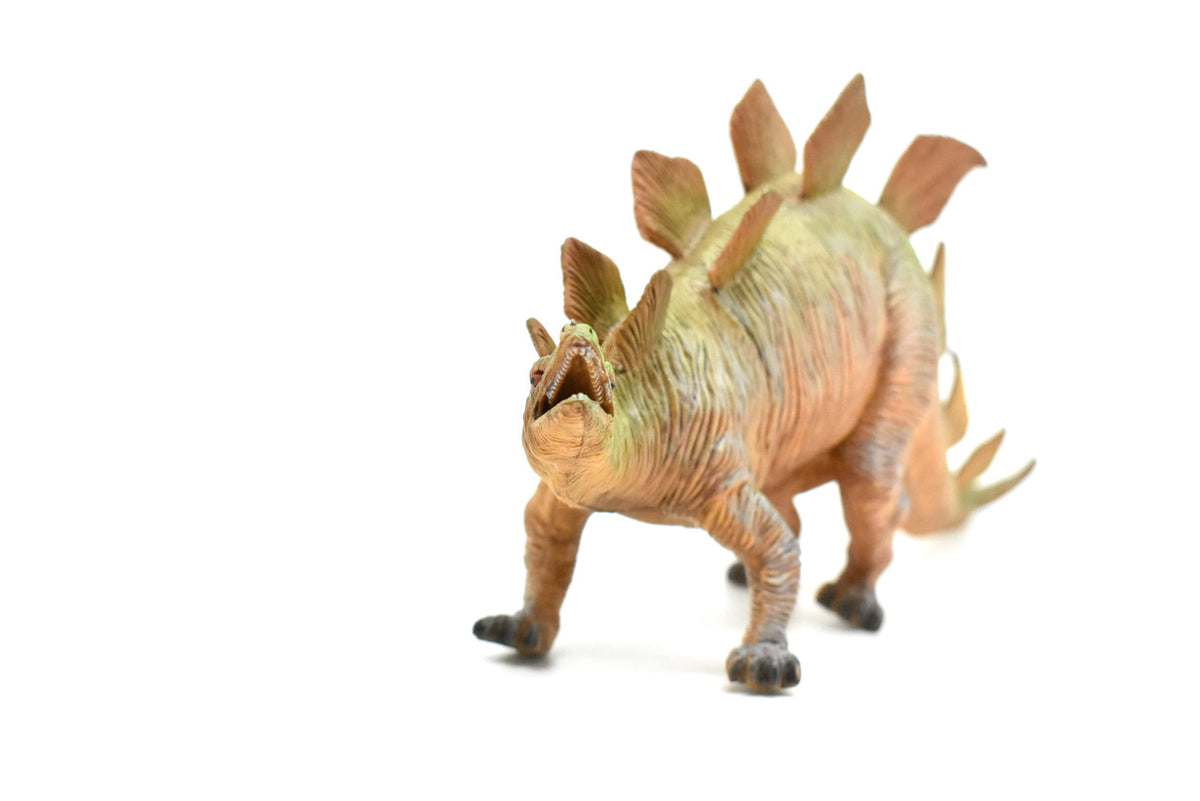 Stegosaurus, Dinosaur, Stegosaurus armatus, Jurassic herbivore, Museum Quality, Realistic, Educational, Hand Painted, Lifelike Design, Diorama Model, Replica, Toy, Gift     16 Inches        CWG154 BB30