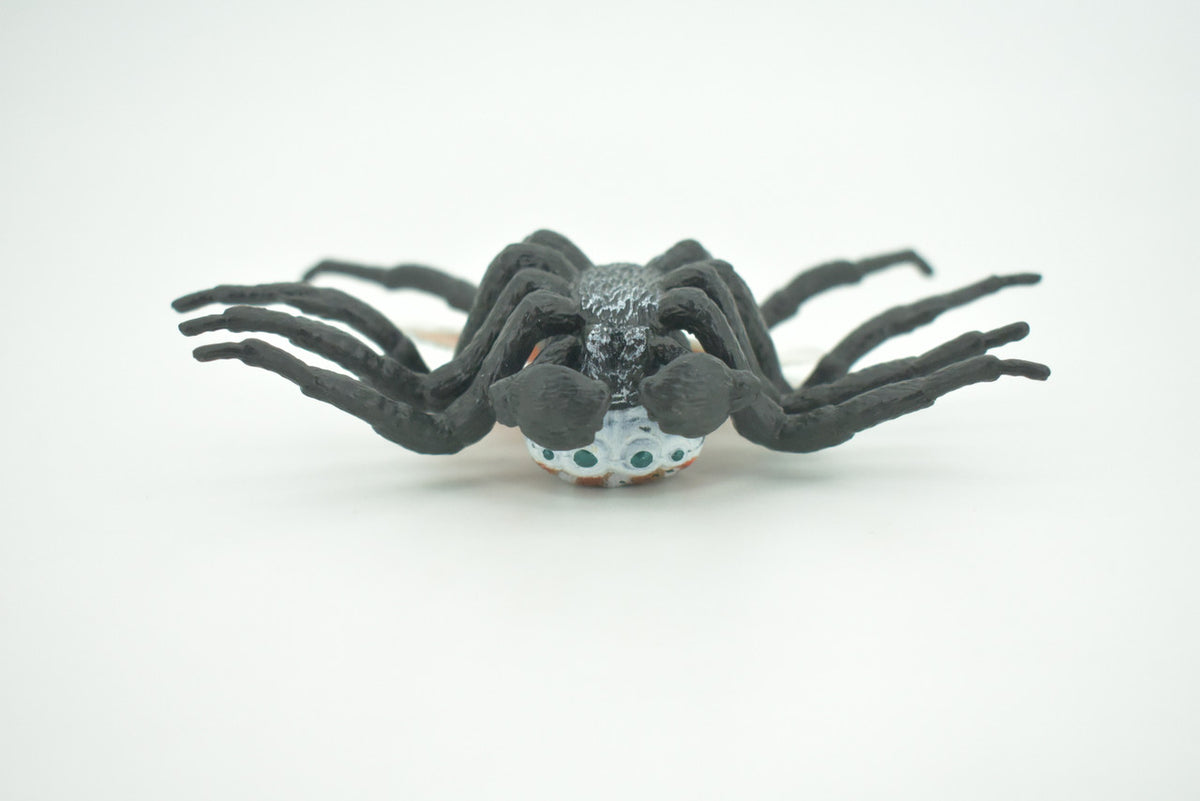 Peacock Spider, Jumping Spiders, Maratus, Museum Quality, Hand Painted, Realistic, Rubber, Insect, Figure, Model, Toy, Kids, Educational, Gift    4 1/2"    CH281 BB177