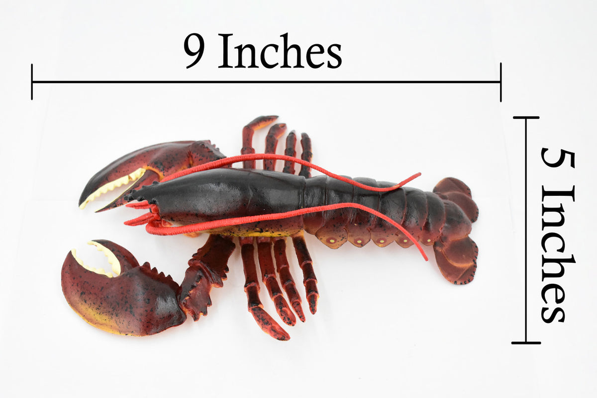 Lobster, Boston, American, Museum Quality, Rubber Crustacean, Hand Painted, Realistic Toy Figure, Model, Replica, Kids, Educational, Gift,       9"       CH347 BB135