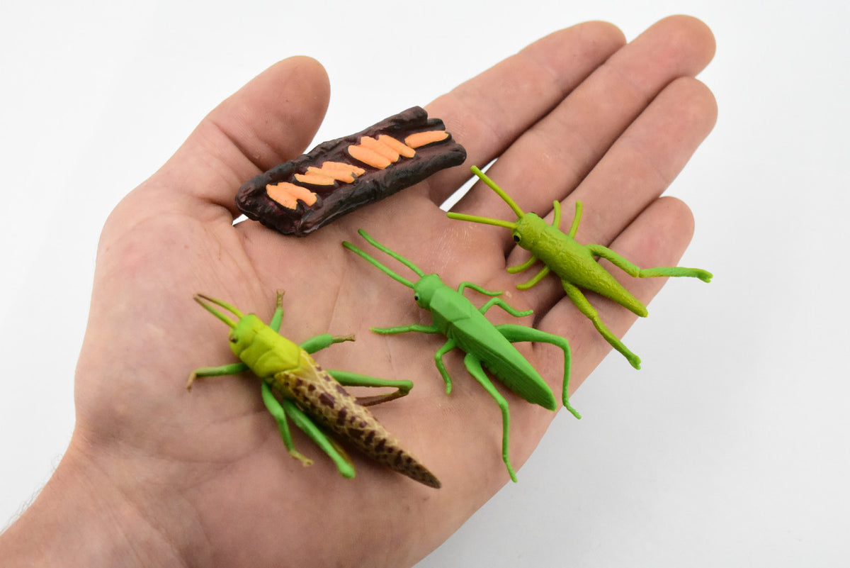 Grasshopper, Life Cycle of a  Locust, 4 Stages, Museum Quality, Hand Painted, Rubber Insect, Figure, Model, Realistic, Educational, Gift,       3" 