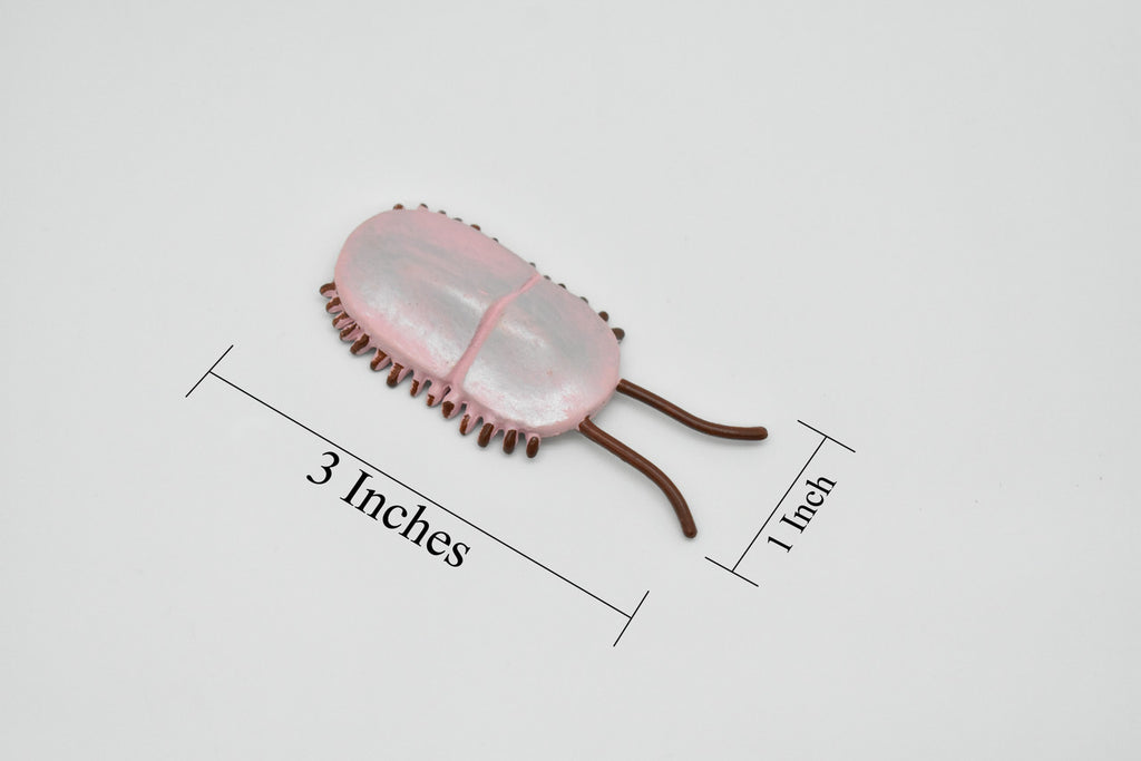 Naraoia, marine arthropods, Cambrian Sea Animal, Very Nice Plastic Reproduction    3"     F3473 B352