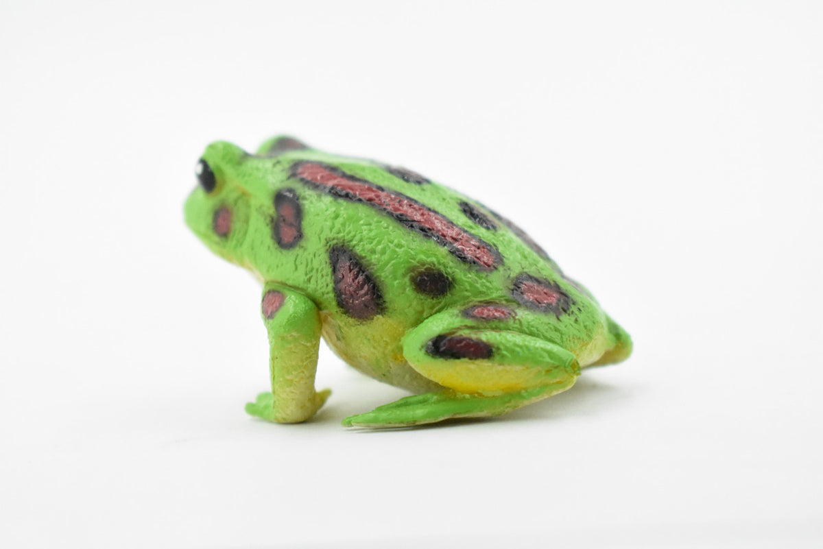 Northern Leopard Frog, Spotted Green Amphibian, Hard Rubber Toy, Realistic, Figure, Model, Replica, Kids, Educational, Gift,      2"     F4405 B9