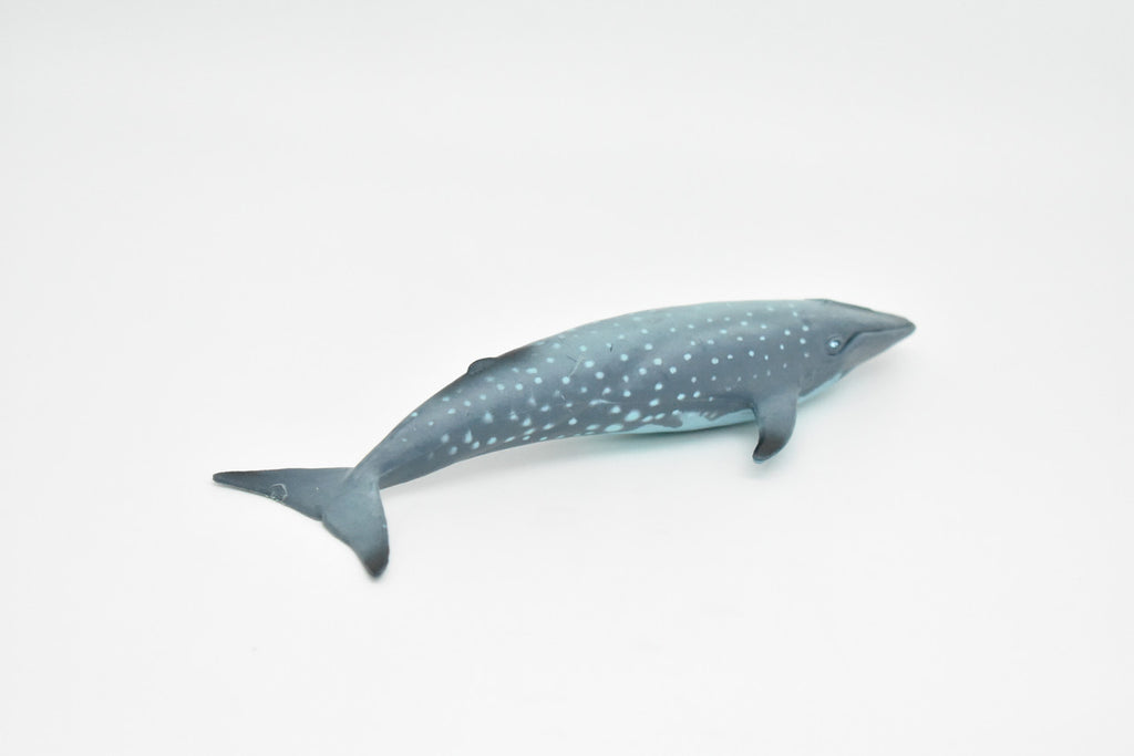 Blue Whale, Balaenoptera musculus, Museum Quality, Realistic Plastic Animal Design, Hand Painted, Educational, Lifelike, Diorama Model, Toy, Kids, Gift,  7 Inches.      CWG145 BB28