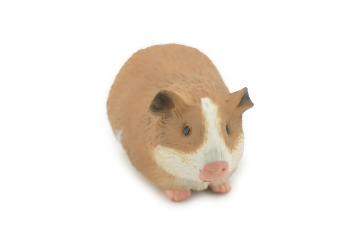 Guinea Pig, Domesticated Rodent, High Quality, Rubber Animal, Hand Painted, Realistic, Toy, Figure, Model, Replica, Kids, Educational, Gift,      4 1/ 2 "     CH680 BB172