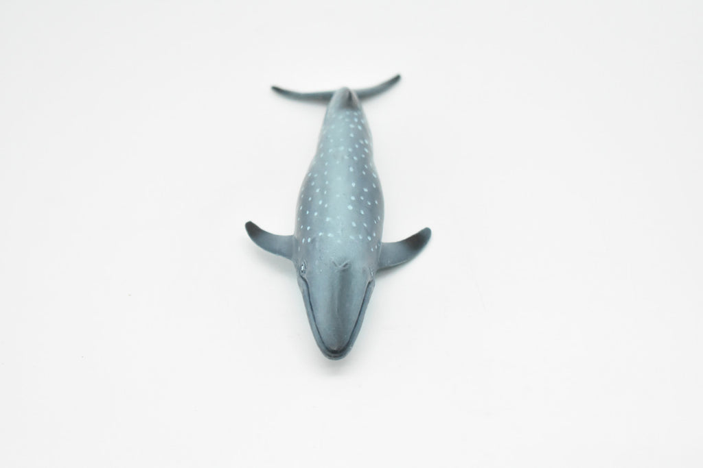 Blue Whale, Balaenoptera musculus, Museum Quality, Realistic Plastic Animal Design, Hand Painted, Educational, Lifelike, Diorama Model, Toy, Kids, Gift,  7 Inches.      CWG145 BB28