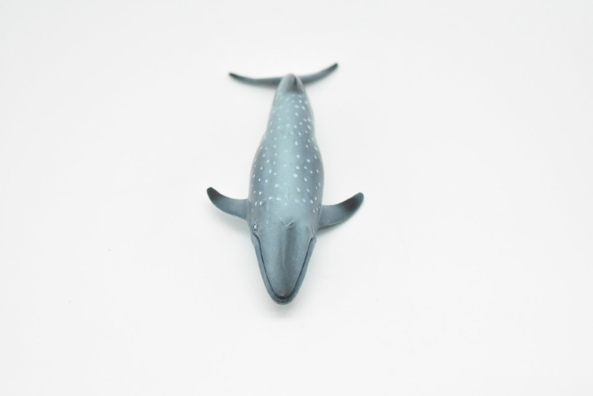 Blue Whale, Balaenoptera musculus, Museum Quality, Realistic Plastic Animal Design, Hand Painted, Educational, Lifelike, Diorama Model, Toy, Kids, Gift,  7 Inches.      CWG145 BB28