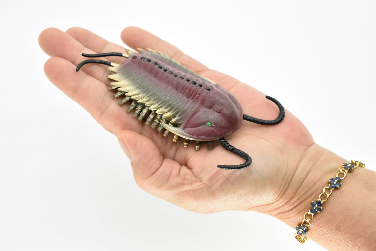 Trilobite, Extinct Marine Arthropods, Fossil, Museum Quality, Rubber Animal, Hand Painted, Realistic Toy Figure, Diorama Model, Kids, Educational, 5 Inches.