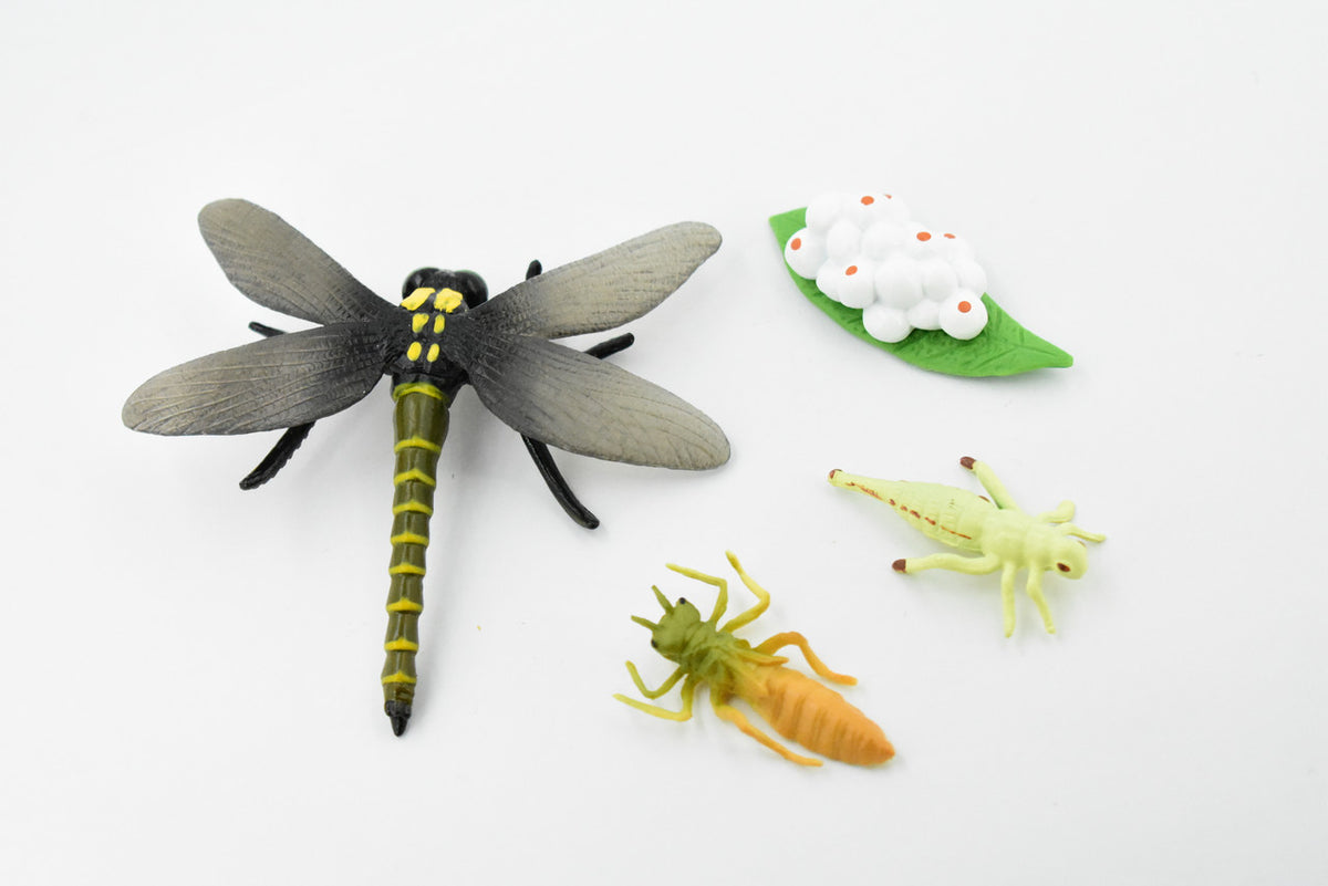 Life Cycle of a  Dragon Fly, 4 Stages, Museum Quality, Rubber Insect, Hand Painted, Realistic Toy Figure, Diorama Model, Kids, Educational, 4 Inches.