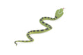 Snake, King Cobra, Green, Rubber Reptile, Educational, Realistic Hand Painted, Figure, Lifelike Model, Figurine, Replica, Gift,      10"       F2085 B142