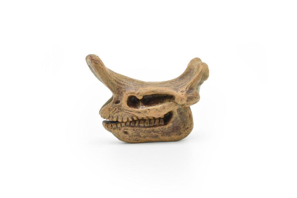 Embolotherium Fossil Skull, Very Nice Plastic Reproduction   1 3/4"   F3522 B204