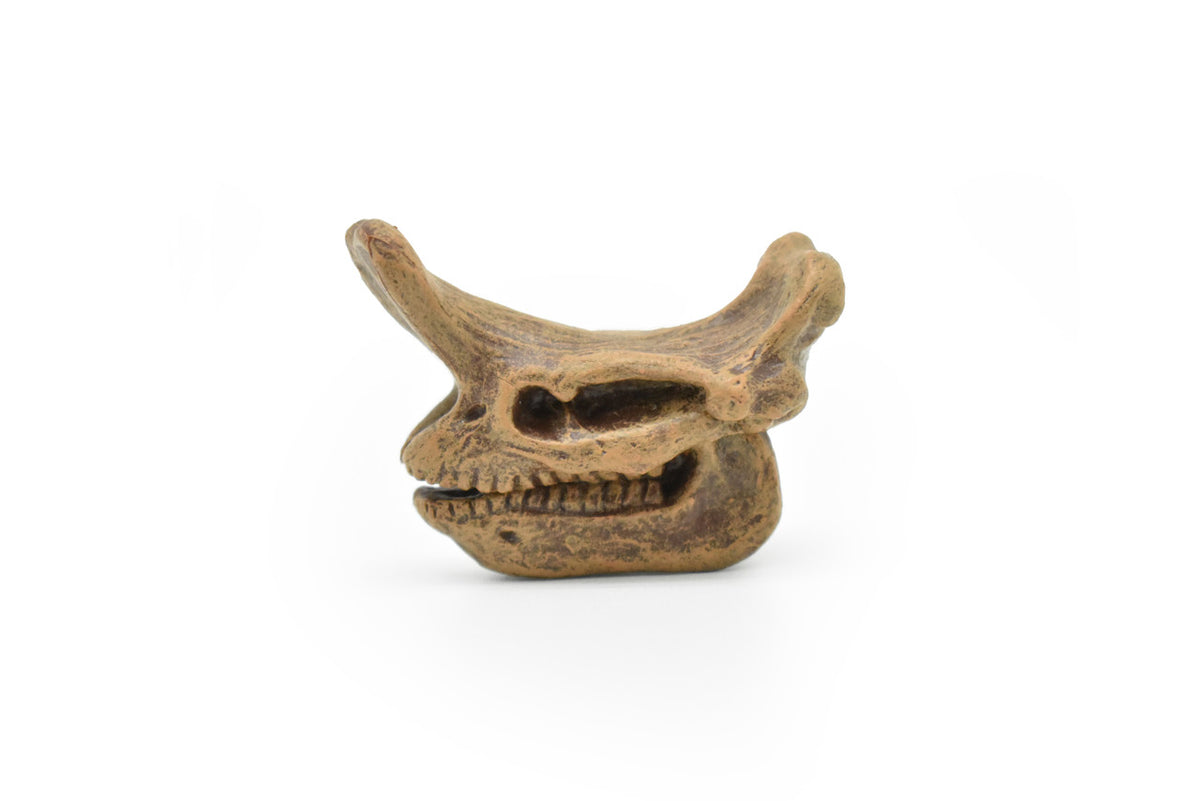 Embolotherium Fossil Skull, Very Nice Plastic Reproduction   1 3/4"   F3522 B204