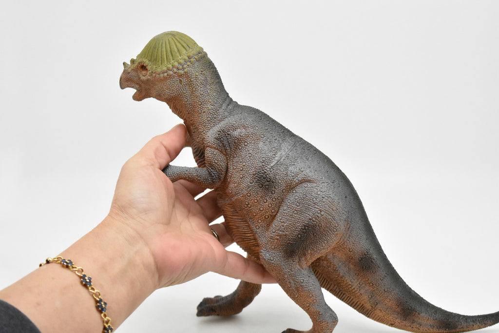 Stegoceras, Dinosaur, Late Cretaceous, Stegoceras validum, Museum Quality, Realistic, Educational, Hand Painted, Lifelike Design, Diorama Model, Replica, Toy, 14 Inches 