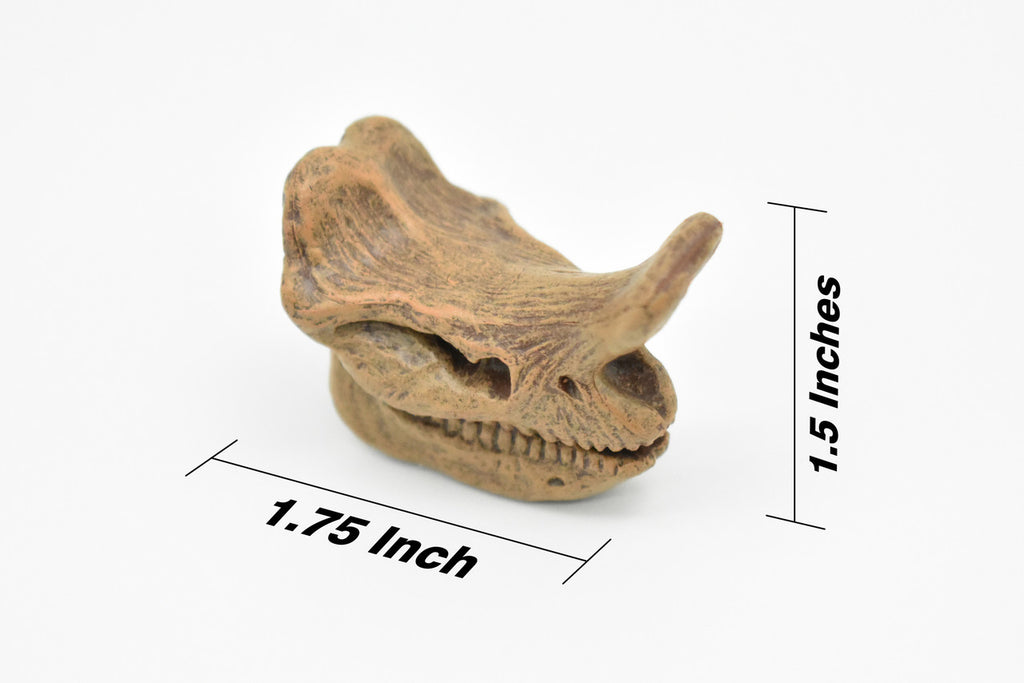 Embolotherium Fossil Skull, Very Nice Plastic Reproduction   1 3/4"   F3522 B204