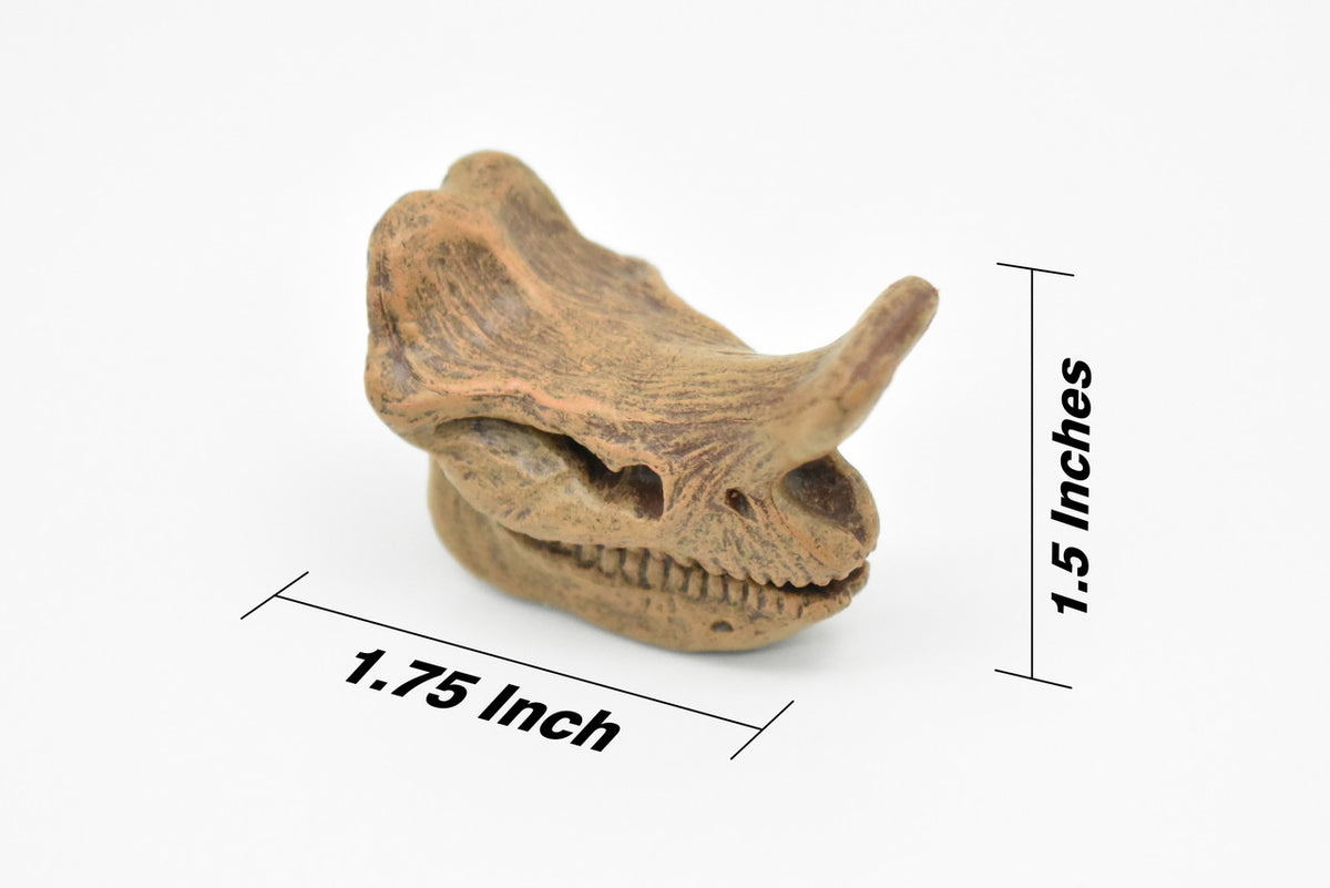 Embolotherium Fossil Skull, Very Nice Plastic Reproduction   1 3/4"   F3522 B204
