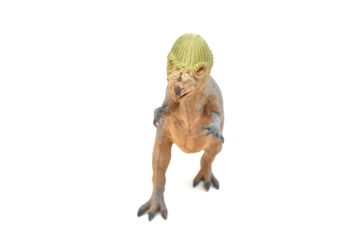 Stegoceras, Dinosaur, Late Cretaceous, Stegoceras validum, Museum Quality, Realistic, Educational, Hand Painted, Lifelike Design, Diorama Model, Replica, Toy, 14 Inches 