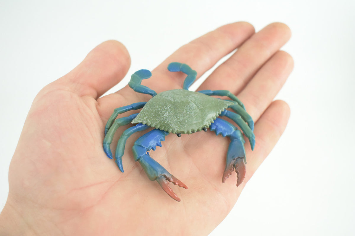 Blue Crab, Educational, Hand Painted, Museum Quality, Realistic, Rubber soft-shell crab, Realistic, Diorama, Toy, Kids, Gift, 3 1/2 Inches. CH851 BB198