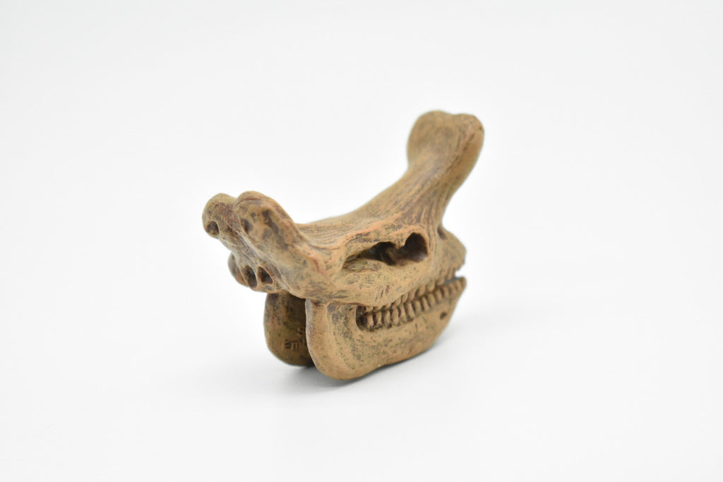 Embolotherium Fossil Skull, Very Nice Plastic Reproduction   1 3/4"   F3522 B204