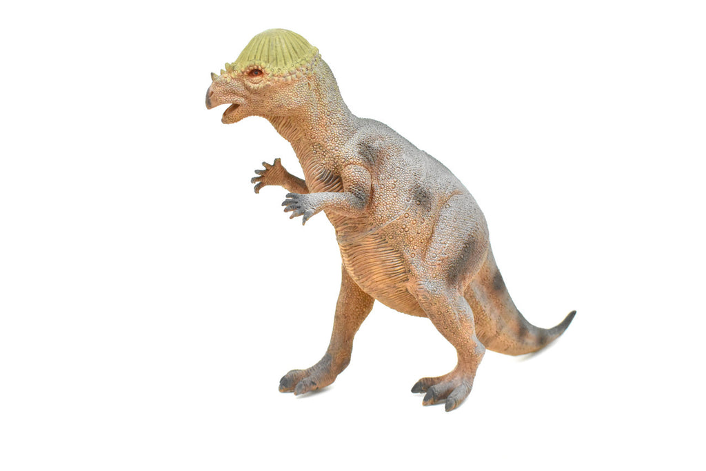 Stegoceras, Dinosaur, Late Cretaceous, Stegoceras validum, Museum Quality, Realistic, Educational, Hand Painted, Lifelike Design, Diorama Model, Replica, Toy, 14 Inches 