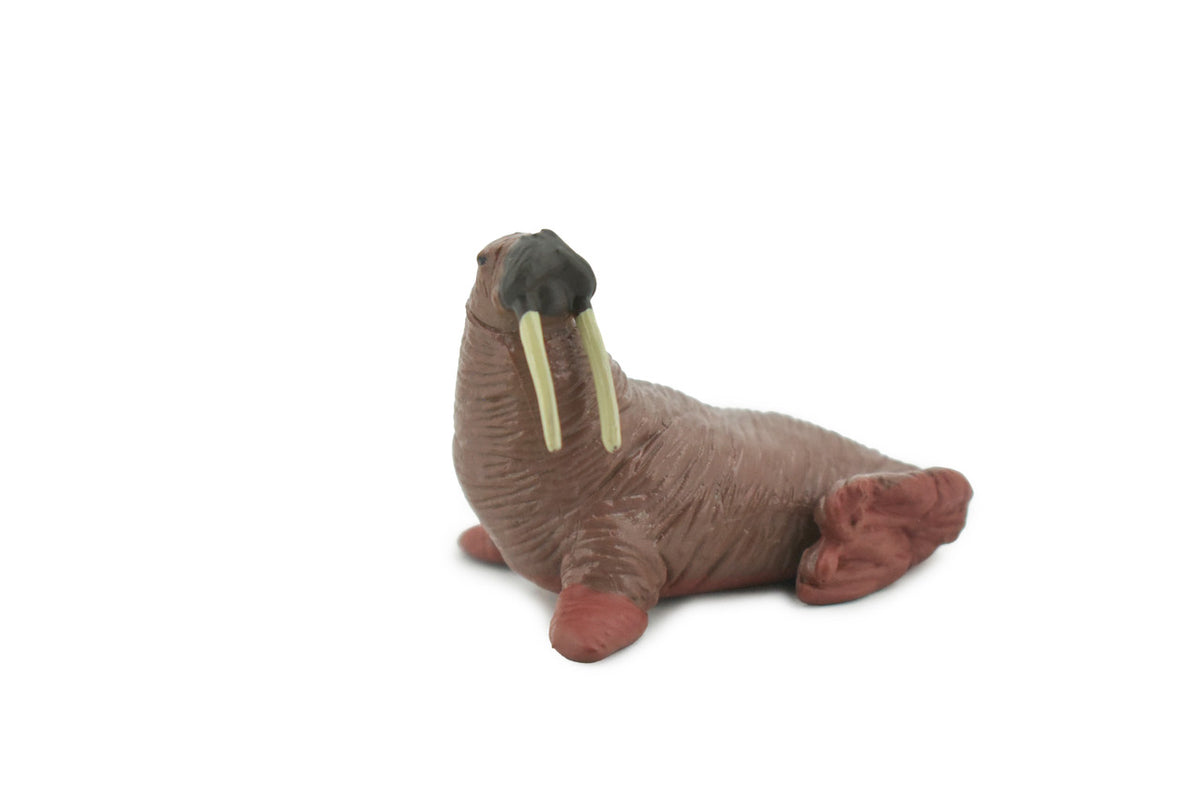 Walrus, Pinniped, Marine Mammal, Very Realistic Rubber Design, Educational, Hand Painted, Rubber, Realistic, Toy, Diorama Model, Kids, Gift,    2 1/4 Inches.   CH479 BB153