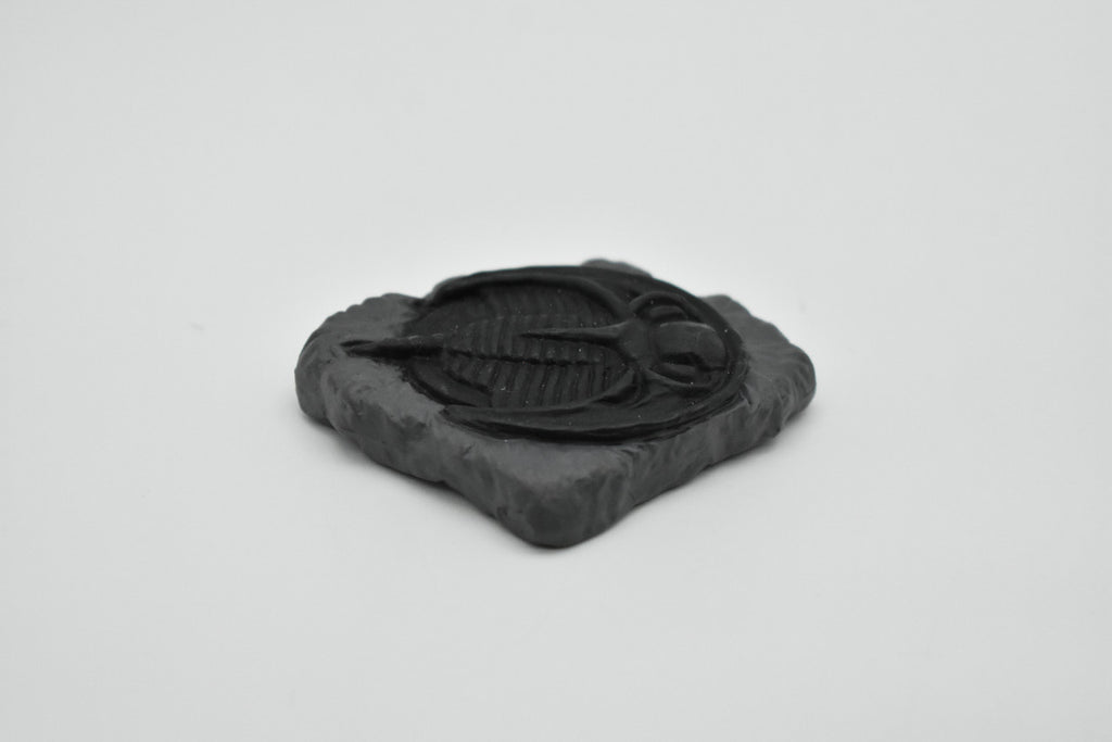 Trilobite, Raymondites Fossil  (2 Colors), Very Nice Plastic Reproduction   2"   F4107D B96