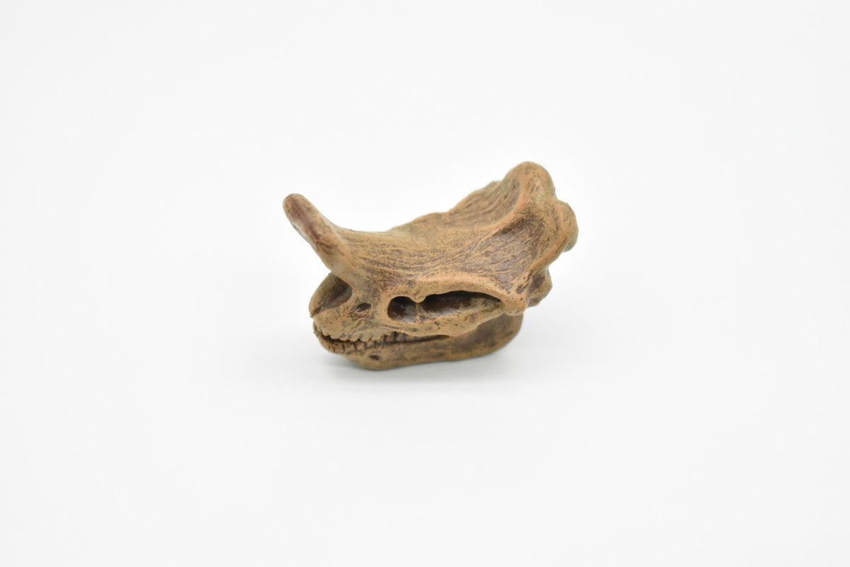 Embolotherium Fossil Skull, Very Nice Plastic Reproduction   1 3/4"   F3522 B204