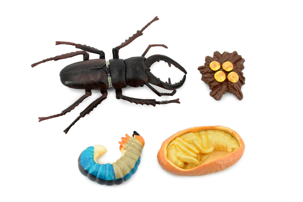 Beetle, Life Cycle of a Stag Beetle, 4 Stages, Museum Quality, Hand Painted, Rubber Insect, Realistic Toy Figure, Diorama Model, Kids, Educational,  3 Inches.