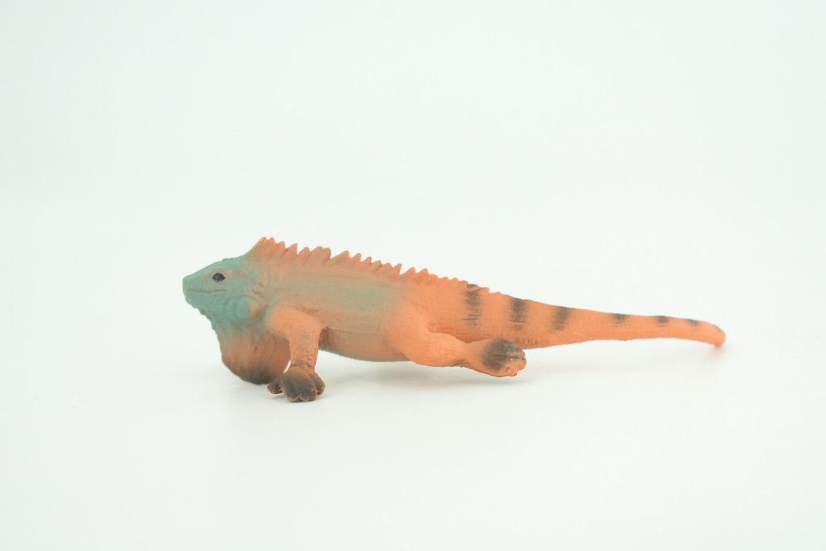 Iguana, Marine iguana, Lizard, Museum Quality, Hand Painted, Hard Rubber Reptile, Educational, Toy Figure, Diorama Model, Replica, Kids, Gift,   4 Inches.      CH1056 BB218