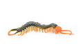 Centipede, Arthropods, Chilopoda, Museum Quality, Rubber Insect, Hand Painted, Realistic Toy Figure, Diorama Model, Kids, Educational,  7 Inches. 