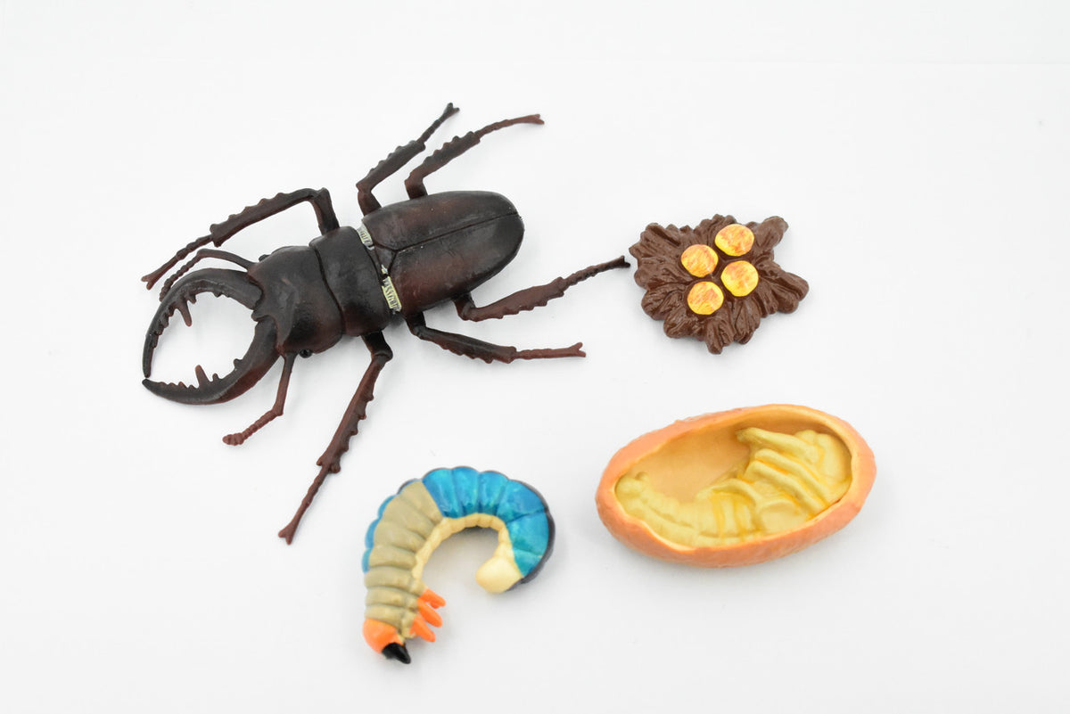 Beetle, Life Cycle of a Stag Beetle, 4 Stages, Museum Quality, Hand Painted, Rubber Insect, Realistic Toy Figure, Diorama Model, Kids, Educational, Gift,   3 Inches.   CH485 BB150