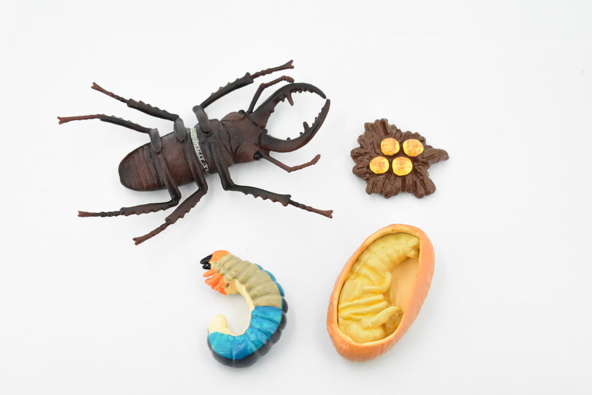 Beetle, Life Cycle of a Stag Beetle, 4 Stages, Museum Quality, Hand Painted, Rubber Insect, Realistic Toy Figure, Diorama Model, Kids, Educational, Gift,   3 Inches.   CH485 BB150